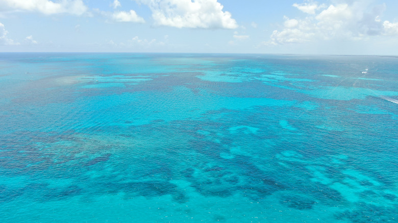 Coral Reefs at John Pennekamp 