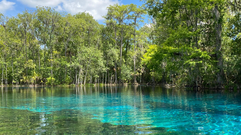 Translucent water at Silver Springs