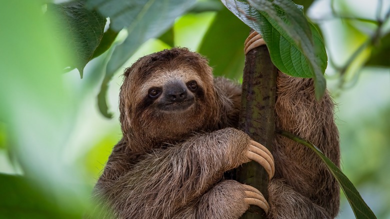 Sloth sitting in tree