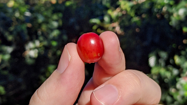 A coffee berry in hand at Doka