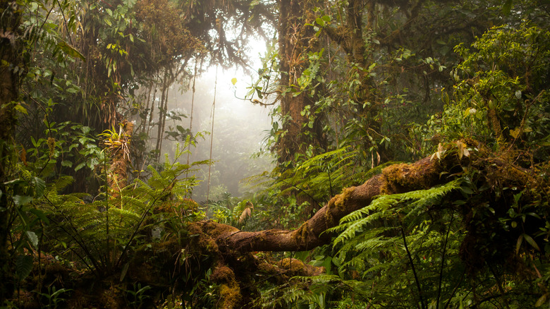 Monteverde Cloud Forest