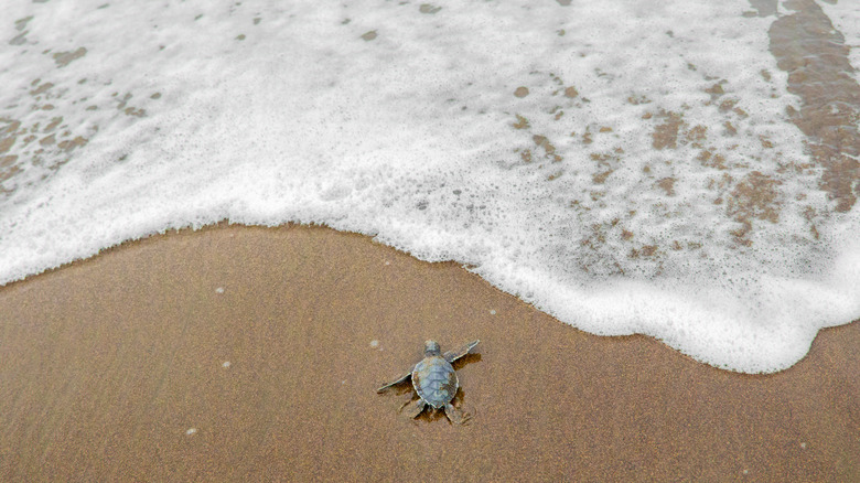 Baby turtle at Tortuguero Beach