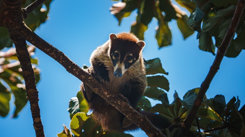 Manuel Antonio National Park treeview