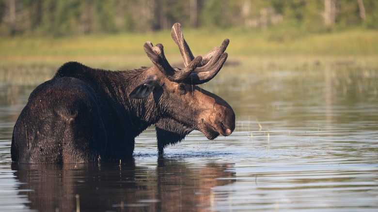 North Maine Woods, Maine moose