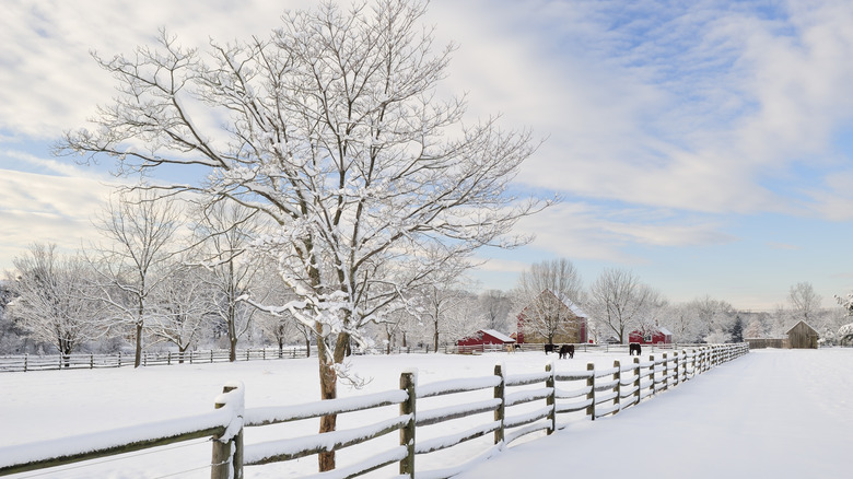 snow covered farm