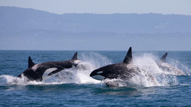 orca whales in the water