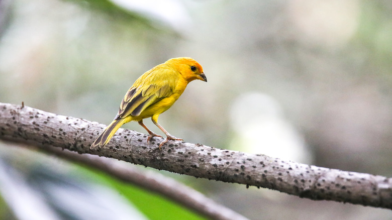 saffron finch in colombia