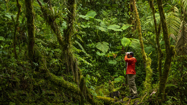 person in red jacket birdwatching in the rainforest