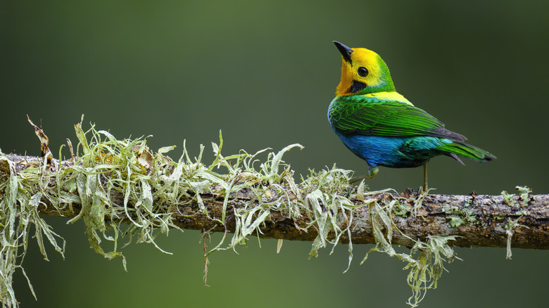 bird colombia