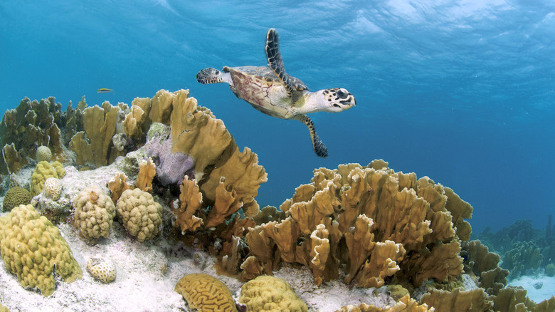 A sea turtle swims past Bonaire's famous reefs