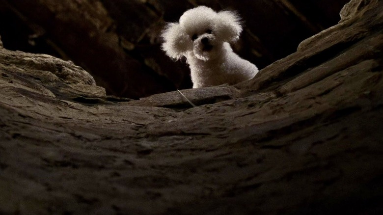 Precious the poodle looking into a well in Silence of the Lambs