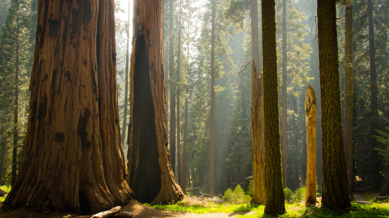 Sequoia and Kings Canyon