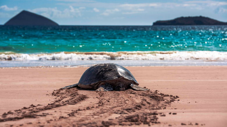 A turtle in the Galápagos Islands