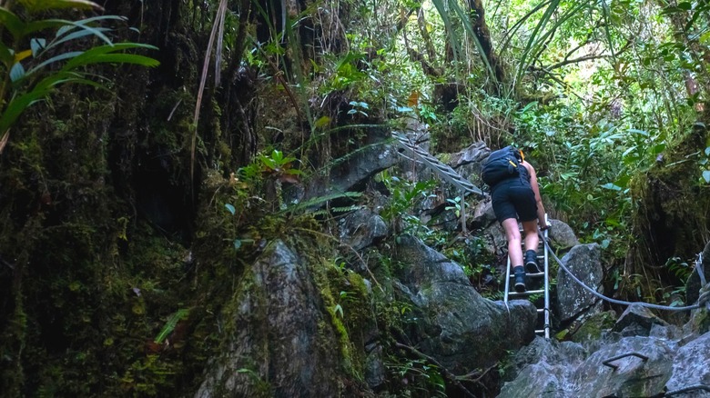 Hiker climbing a jungle ladder