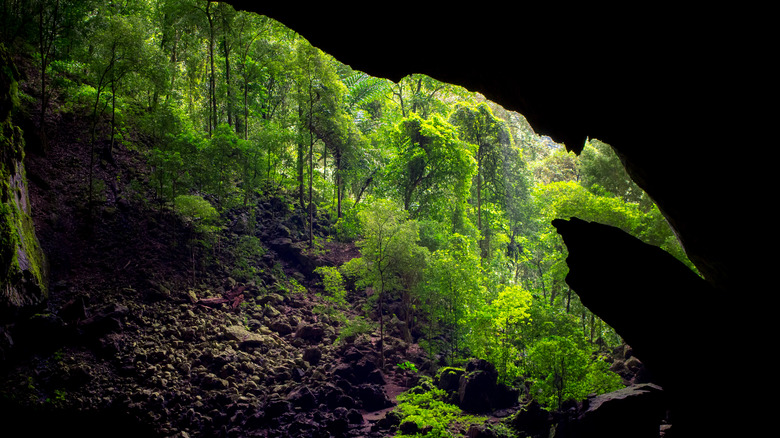 Jungle view from inside cave 