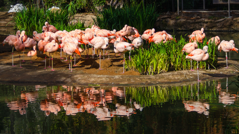 san diego zoo flamingos