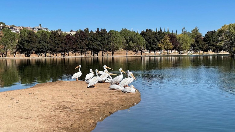 Birds next to Hesperia Lake