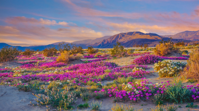 flowers blooming in desert