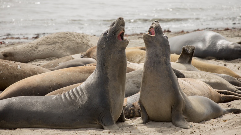 two elephant seals fighting