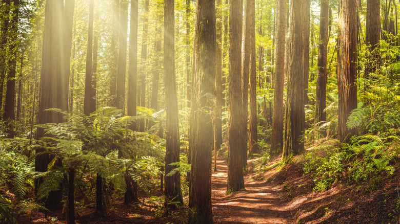 sunbeam shining redwoods