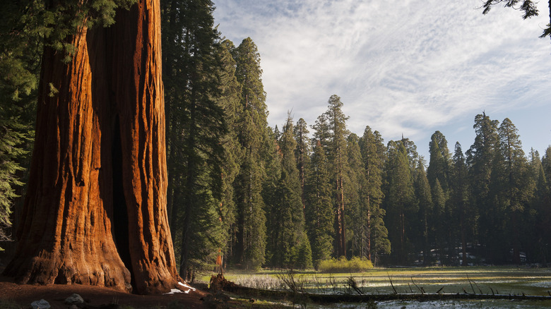 Redwoods California state park