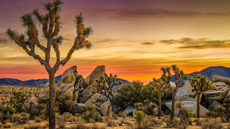 Joshua Tree National Park at dawn