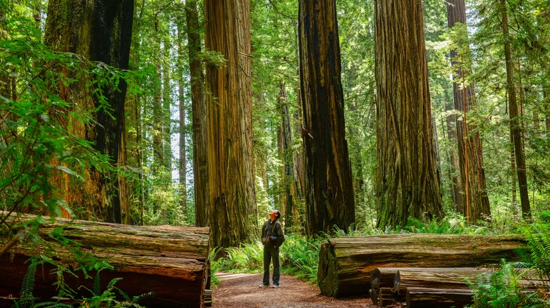 Man at Redwoods National Park