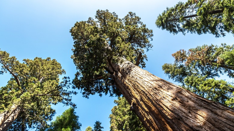 Sherman Tree at Sequoia National Park