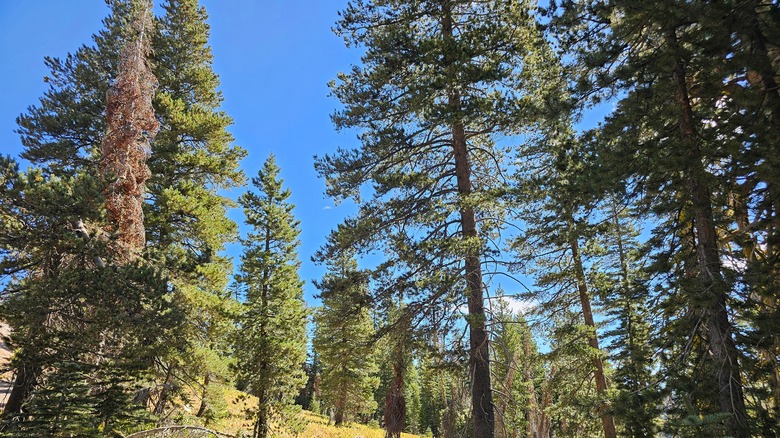 Trees at Tahoe National Forest