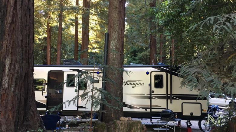 Gigantic redwood trees RV resort