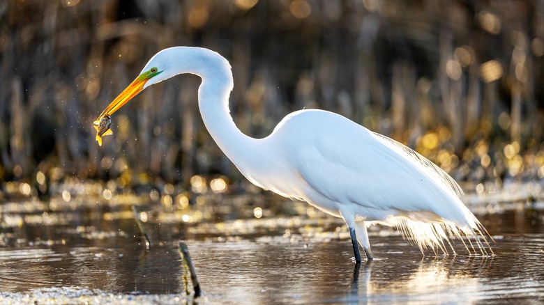 Great white egret fishing by shoreline