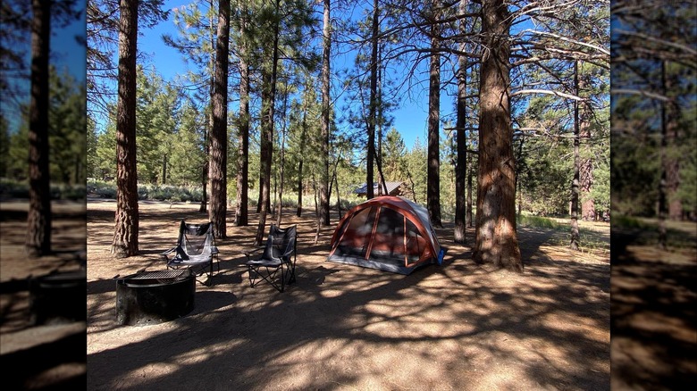 alpine forest campsite