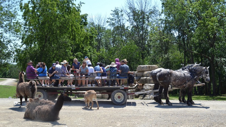 People riding horse-driven buggy