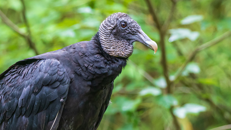 Black vulture in a park