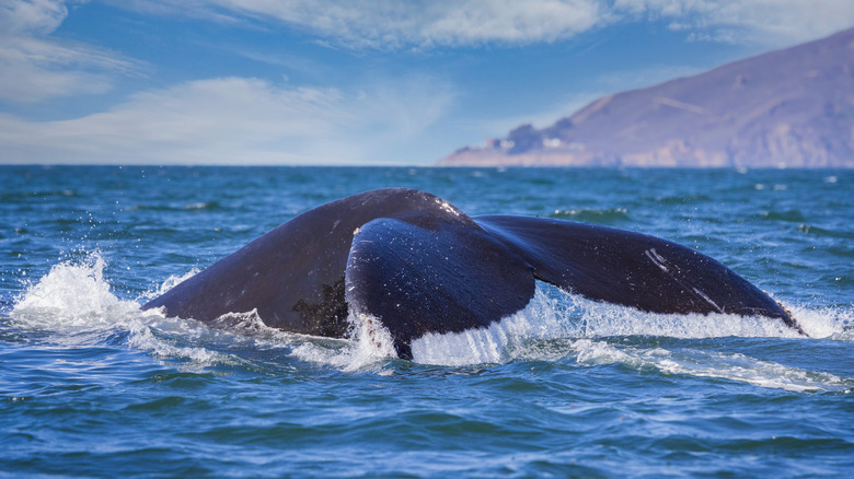 Whale spotting in San Luis Obispo Bay