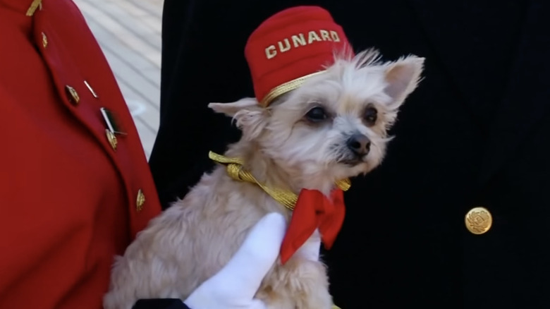 Small white dog wearing red hat