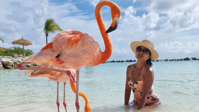Woman taking photos with flamingos