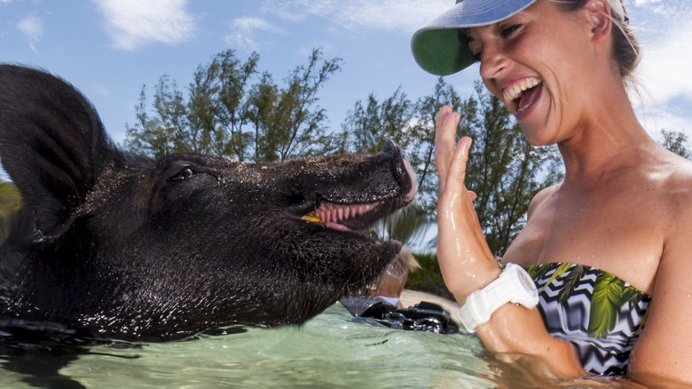 Excited woman swimming with pigs