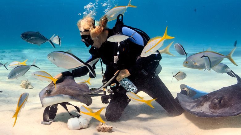 Scuba diver interacting with stingrays