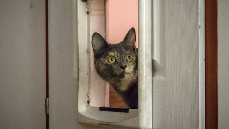 Cat looks through hatch