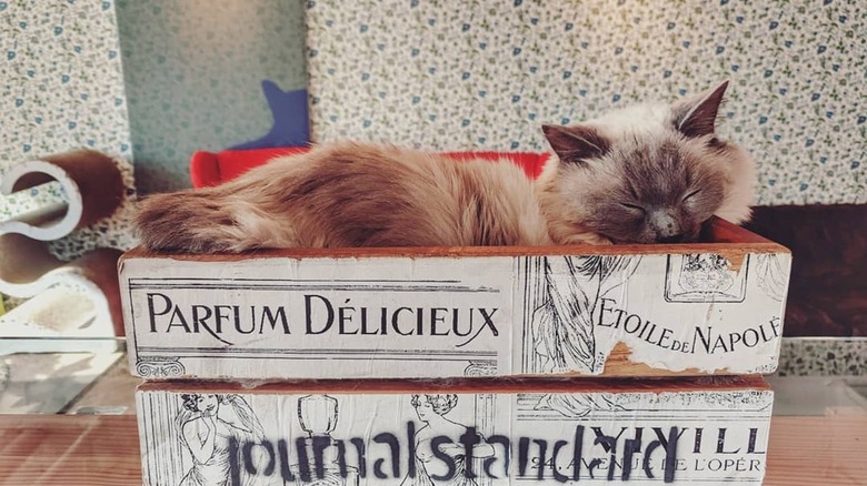 Fluffy cat in decorative crate