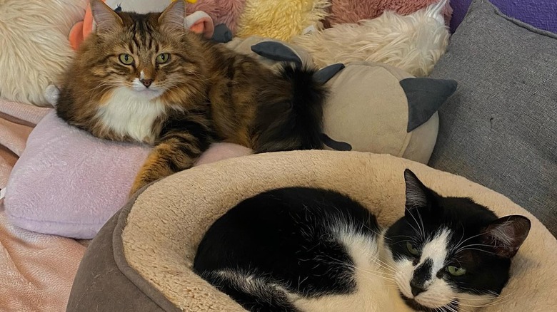 Two cats on pillow-laden sofa