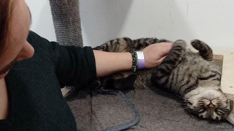 Woman petting a cat