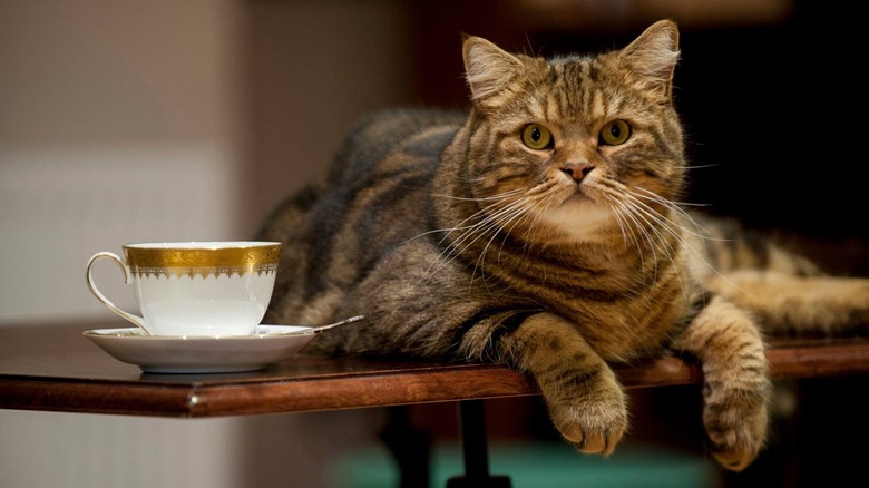 Cat and cup