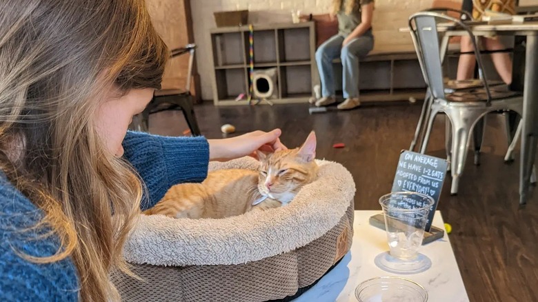 Woman petting cat on table