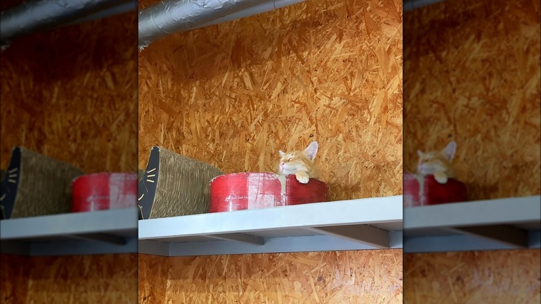 Cat sleeping on a shelf