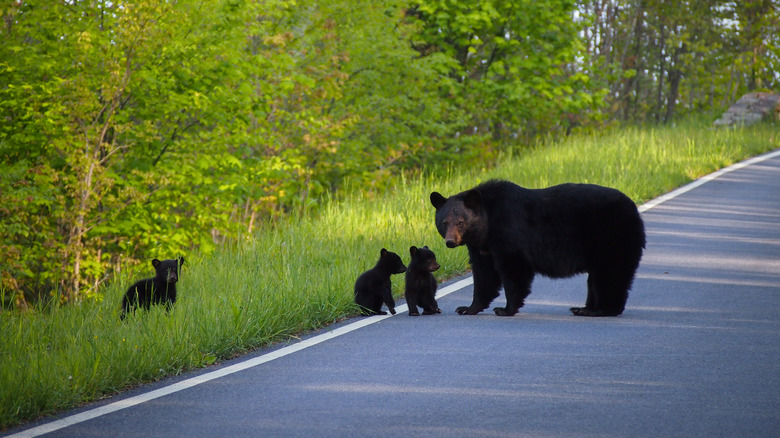 mother black bear with cubs on a road in Shenandoah National Park