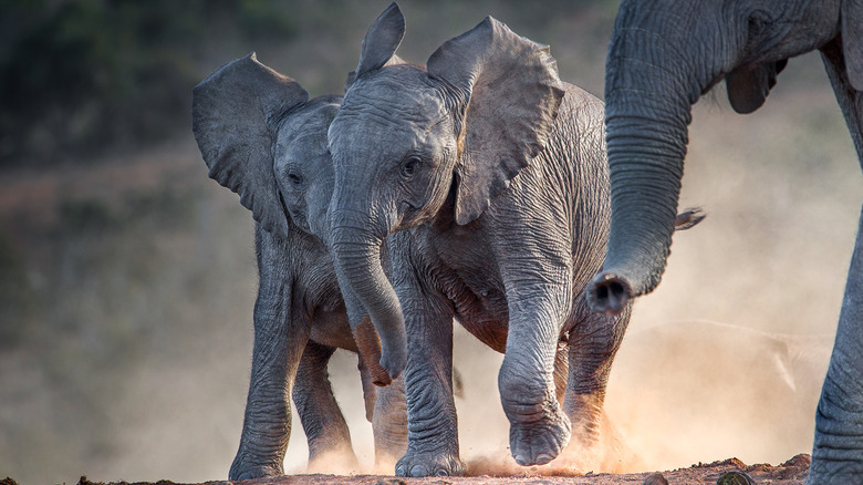 baby elephants running in dust