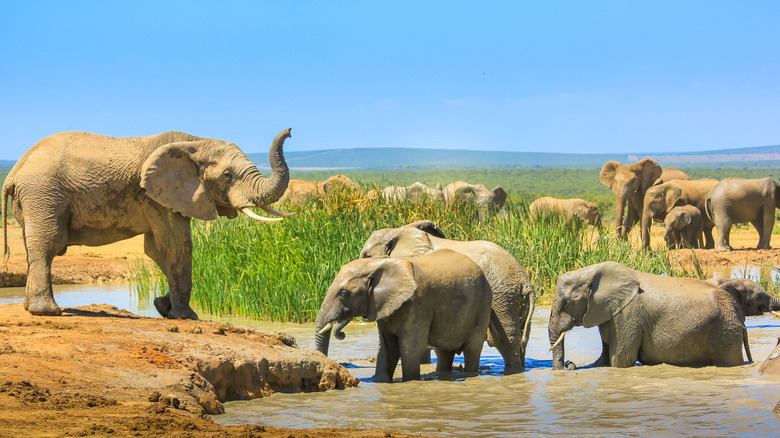 elephant family water hole