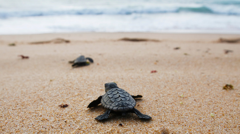Baby sea turtles on sand